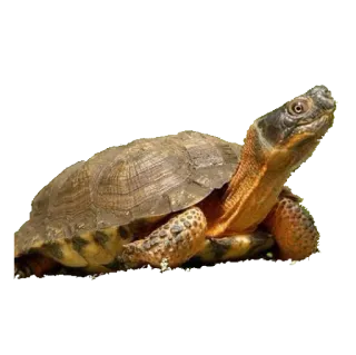 🐢 tortue, reptile, animal, faune, nature whatsapp sticker