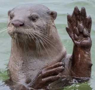 ✋ otter, animal, cute, mammal, water, wildlife, friendly, wave telegram sticker