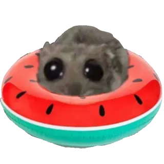 🩱 jumping spider jumping spider, cute spider, watermelon, floatie, pool, summer, animal telegram sticker