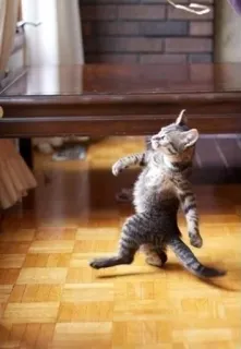 😮 gatto, gattino, ballare, divertente, animale, animale domestico telegram sticker