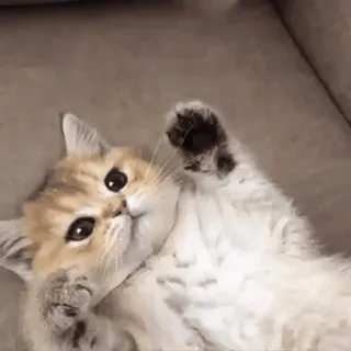 🐱 猫, 小猫, 可爱, 动物, 宠物, 家畜, 猫科动物 telegram sticker