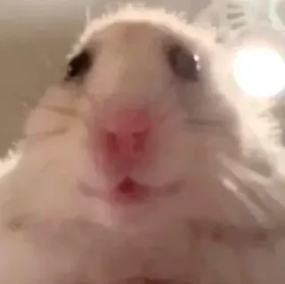 🙂 hamster, animal de compagnie, animal, mignon, rongeur, drôle, mème telegram sticker