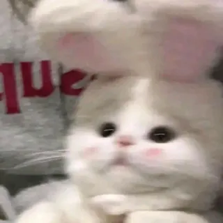 🐈 猫, かわいい, ペット, 子猫, ウサギ telegram sticker