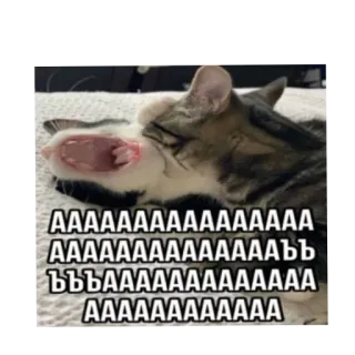 🐱 AAAAAAAAAAAAAAAAAAA
AAAAAAAAAAAAAAAAAB
BBBAAAAAAAAAAAA
AAAAAAAAAAAAAAA 고양이, 하품, 웃긴, 밈, 동물, 스티커 telegram sticker