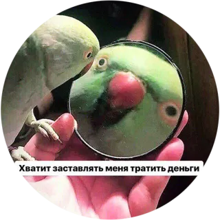 🤑 Хватит заставлять меня тратить деньги papegaai, spiegel, geld, vogel, dier telegram sticker