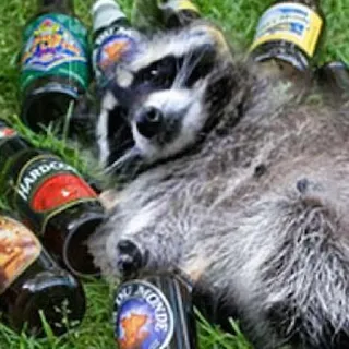 🍻 mapache, cerveza, borracho, animal, fiesta telegram sticker