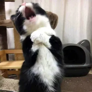 ❤️ Katze, Tier, Haustier, süß, flehend telegram sticker