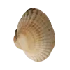🐚