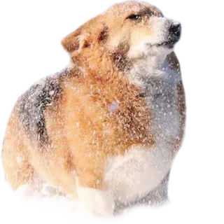 ❄️ perro, corgi, nieve, animal, invierno whatsapp sticker