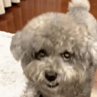 🤩 cão, animal, animal de estimação, fofo, animal doméstico, cão cinza telegram sticker
