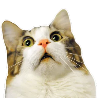 😧 cat, animal, surprised, feline, meme telegram sticker