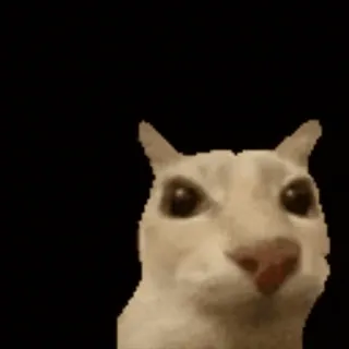 🙀 Katze, Tier, Meme, lustig, Internet telegram sticker