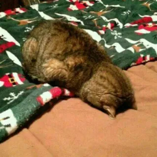 😢 gatto, dormire, animale, animale domestico, tigrato, domestico, felino telegram sticker