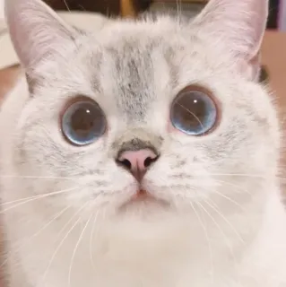 🌷 猫, 小猫, 可爱, 动物, 宠物, 蓝眼睛, 迷人 telegram sticker