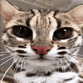 👀 gato, animal, fofo, olhos, gato selvagem, felino telegram sticker