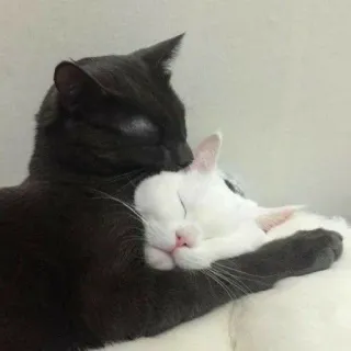 ✨ gatos, gatinhos, animais de estimação, animais, amizade, afeto, fofo, animais domésticos telegram sticker