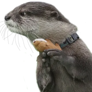 ⬅️ Выдра, Животное, Млекопитающее, Дикая природа, Милый, Калан, Природа telegram sticker