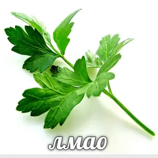 😂 Лмао 파슬리, 허브, 식물, 음식, 초록색, 잎 telegram sticker