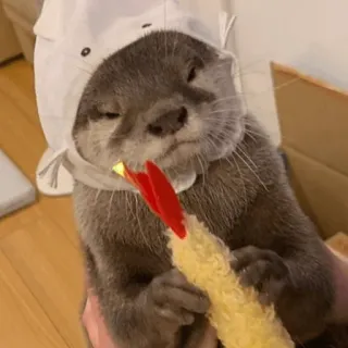 😠 loutre, animal, mignon, crevette, nourriture, chapeau, mammifère telegram sticker