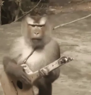 🎸 monkey, guitar, animal, violence, military whatsapp sticker