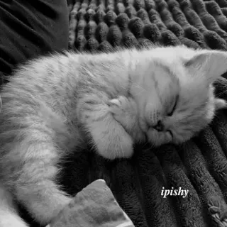 🕸 ipishy 小猫, 猫, 睡觉, 动物, 可爱, 宠物, 猫科动物 telegram sticker