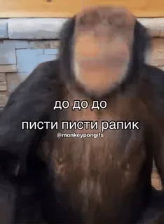 🌟 до до до
писти писти рапик
@monkeypongifs monkey, ape, offensive, russian telegram sticker