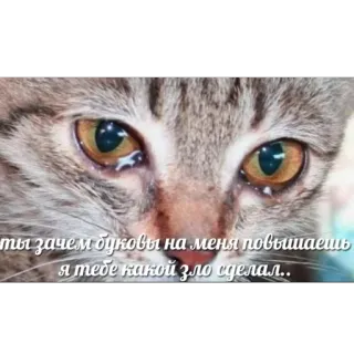😢 ты зачем буквы на меня повышаешь я тебе какой зло сделал.. cat, crying, sad, animal telegram sticker