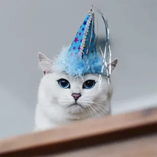 😇 gato, chapéu de festa, animal, fofo, animal doméstico, animal de estimação, chapéu azul, estrelas telegram sticker