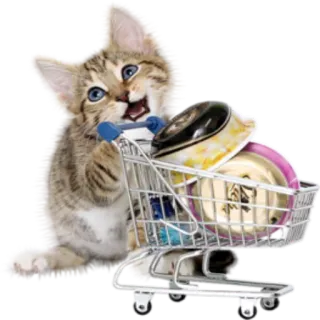 🛒 anak kucing, kucing, keranjang belanja, makanan hewan, hewan, imut, hewan peliharaan, felidae telegram sticker