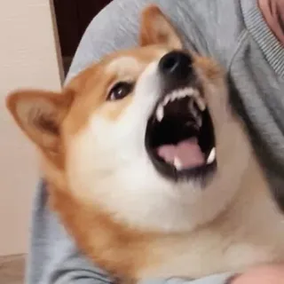 😠 cane, shiba inu, animale domestico, animale, divertente, meme, bocca aperta telegram sticker