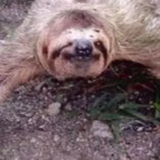 😉 bradipo, animale, carino, pigro telegram sticker