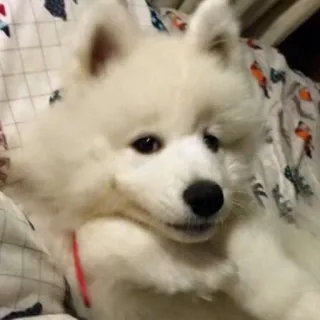😌 cane, cucciolo, samoiedo, carino, cane bianco, animale domestico telegram sticker