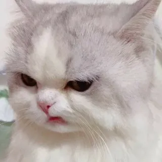 🤨 cat, animal, pet, feline, cute, domestic cat telegram sticker