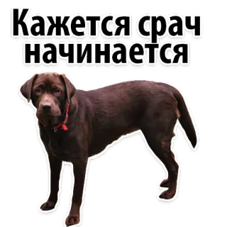 👌 Кажется срач начинается dog, animal, pet, brown labrador, russian, text, cute telegram sticker