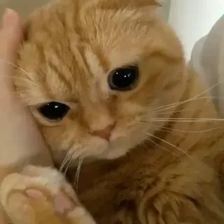 🙁 kat, schattig, huisdier, dier, huiselijk, katachtig, oranje telegram sticker