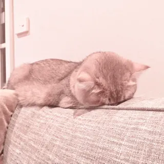 🐈 Katze, schlafend, Haustier, Couch, Haustier whatsapp sticker