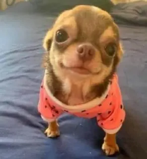 🙂 dog, chihuahua, pet, animal, cute, small dog, puppy telegram sticker
