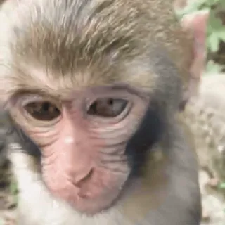 🤩 monkey, animal, cute, primate, wildlife whatsapp sticker