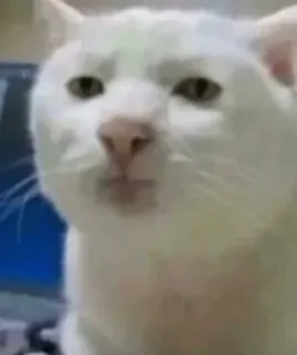 ❤️ kucing, meme, lucu, binatang, hewan peliharaan, kucing putih telegram sticker