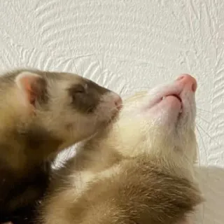 😘 fret, huisdieren, dieren, schattig, tam, aanhankelijk, zoogdier telegram sticker