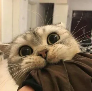 🍬 cat, animal, cute, pet, domestic cat, mammal whatsapp sticker