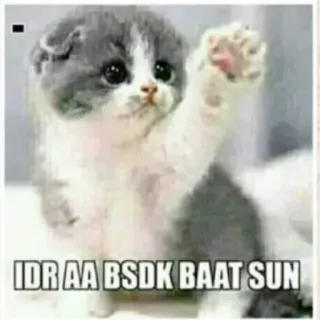 😤 IDR AA BSDK BAAT SUN kitten, cat, cute, adorable, animal, pet telegram sticker