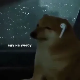 😭 еду на учебу doge, mem, cheems, pies, student, słuchawki, samochód telegram sticker