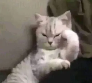 😔 gato, animal, animal de estimação, fofo, gatinho, felino telegram sticker