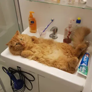 😎 gato, fregadero, mascota, animal, gato doméstico, baño telegram sticker