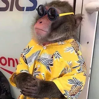monke telegram stickers