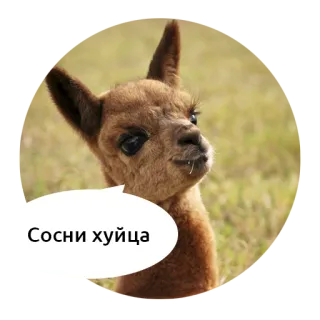 🖕 Сосни хуйца lama, alpaka, obraza, niegrzeczny, obraźliwy telegram sticker