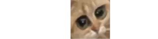 😳 Katze, süß, traurig, Meme, Tier whatsapp sticker