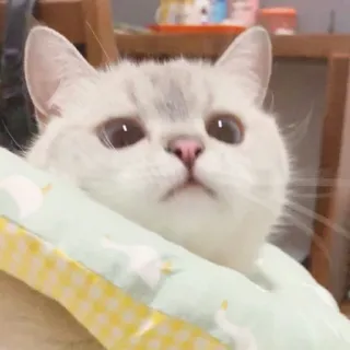 🐱 cat, animal, cute, pet, mammal whatsapp sticker