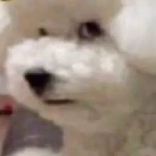 🐕 perro, cachorro, animal, mascota, perro blanco telegram sticker